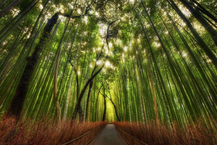 landscape, Nature, Bamboo HD Wallpaper Desktop Background
