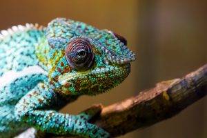 colorful, Animals, Chameleons
