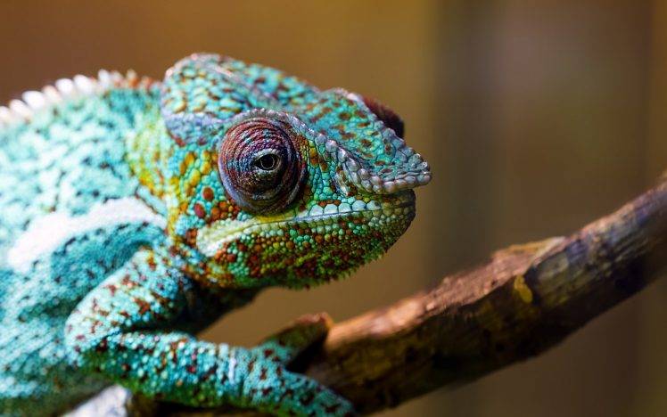 colorful, Animals, Chameleons HD Wallpaper Desktop Background
