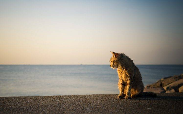 beach, Cat, Animals HD Wallpaper Desktop Background