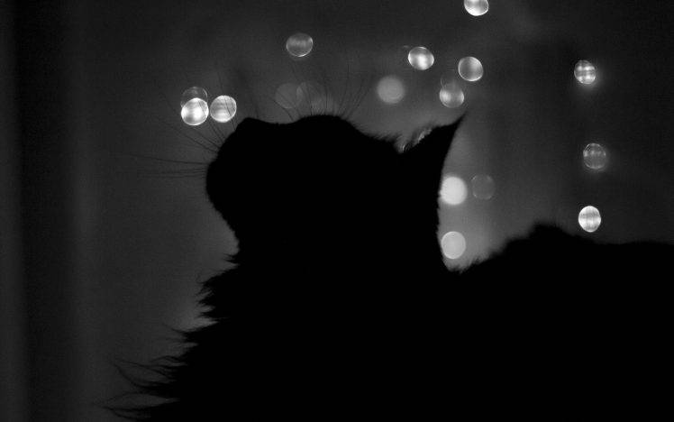 cat, Night, Silhouette, Bokeh, Animals HD Wallpaper Desktop Background