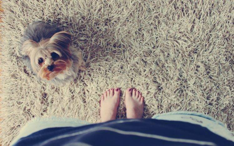 feet, Barefoot, Dog, Animals, Grass HD Wallpaper Desktop Background