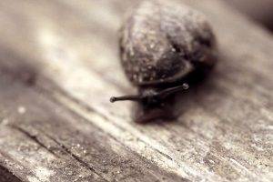 snail, Macro, Animals, Sepia, Wooden Surface