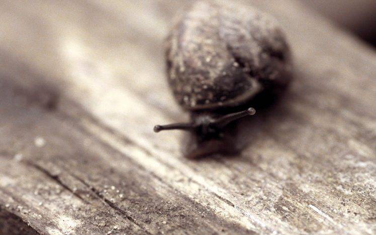 snail, Macro, Animals, Sepia, Wooden Surface HD Wallpaper Desktop Background
