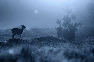 animals, Fawns, Depth Of Field, Blue, Nature, Silhouette, Baby Animals