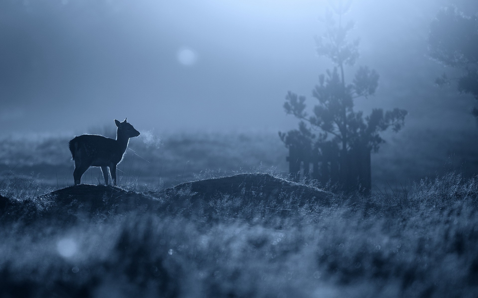 animals, Fawns, Depth Of Field, Blue, Nature, Silhouette, Baby Animals Wallpaper