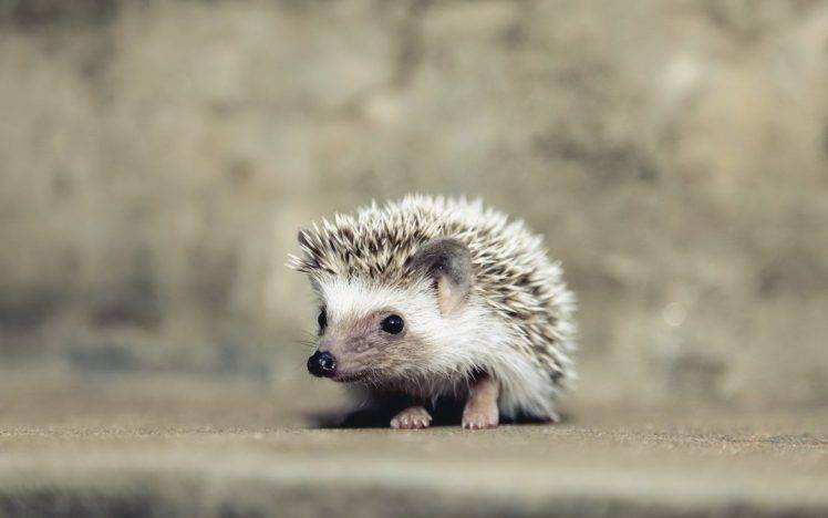 hedgehog, Animals HD Wallpaper Desktop Background