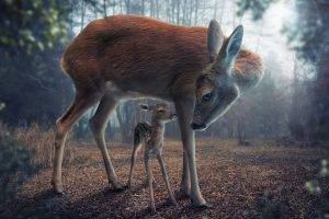 deer, Animals, Baby Animals, Forest, Digital Art, Realistic
