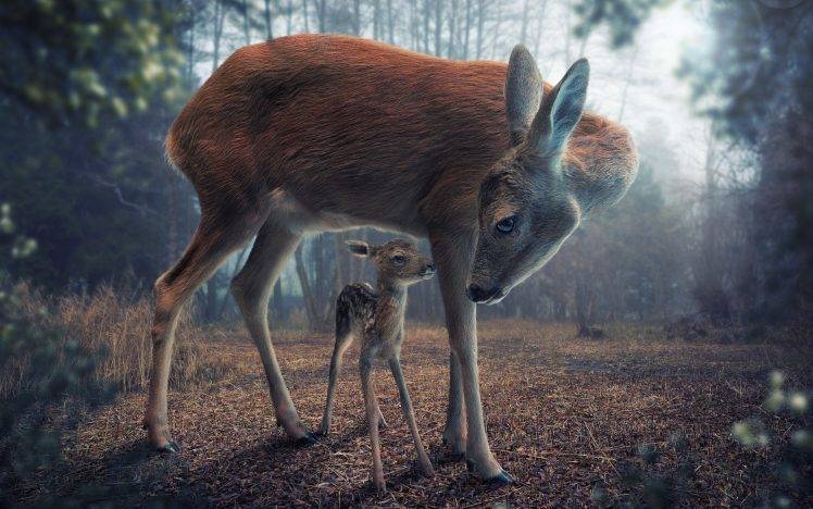 deer, Animals, Baby Animals, Forest, Digital Art, Realistic HD Wallpaper Desktop Background