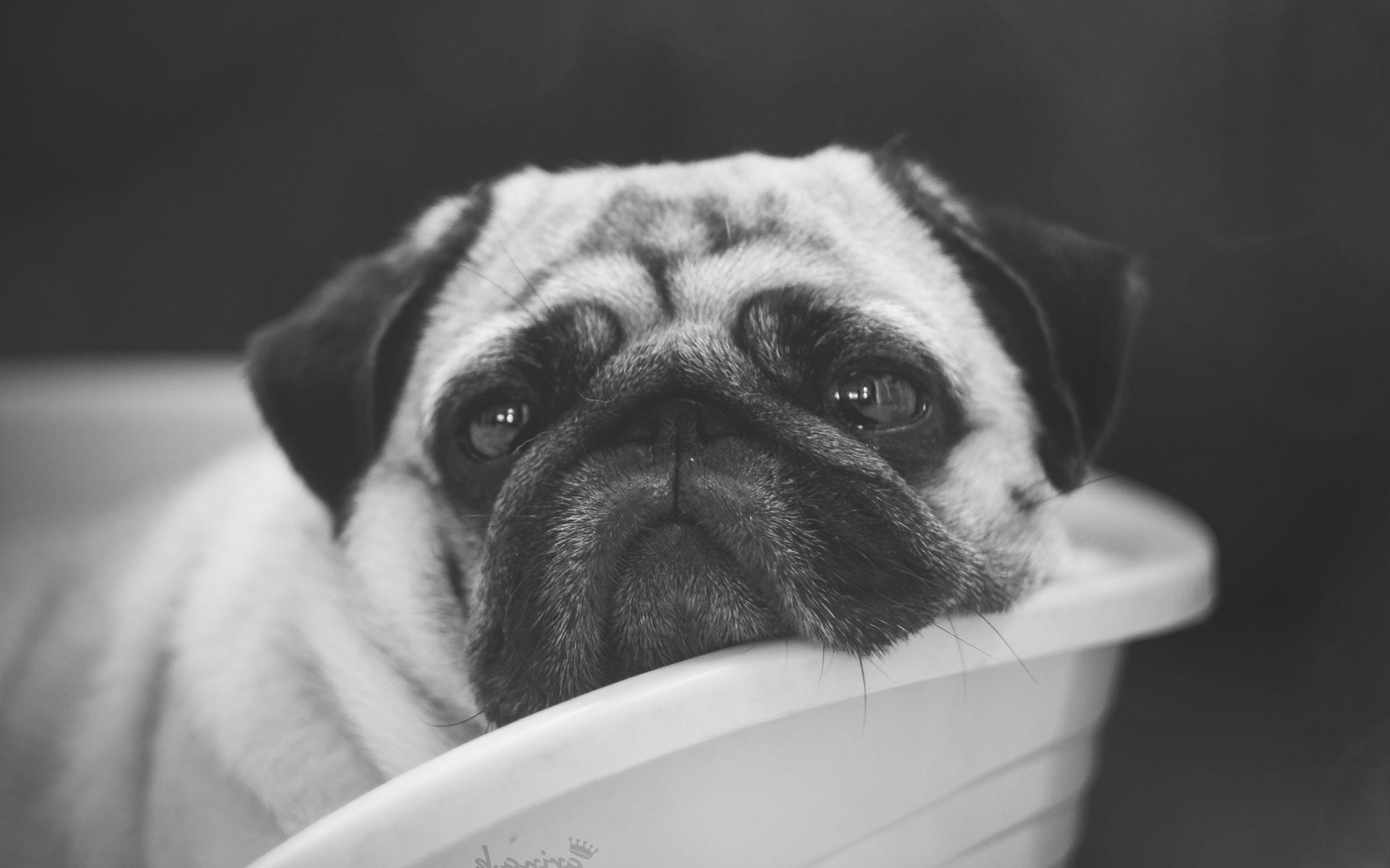 dog, Animals, Pug Wallpaper