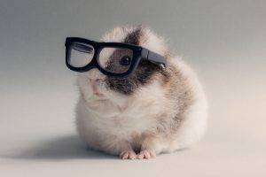 animals, Glasses, Guinea Pigs