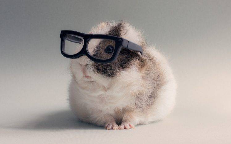 animals, Glasses, Guinea Pigs HD Wallpaper Desktop Background