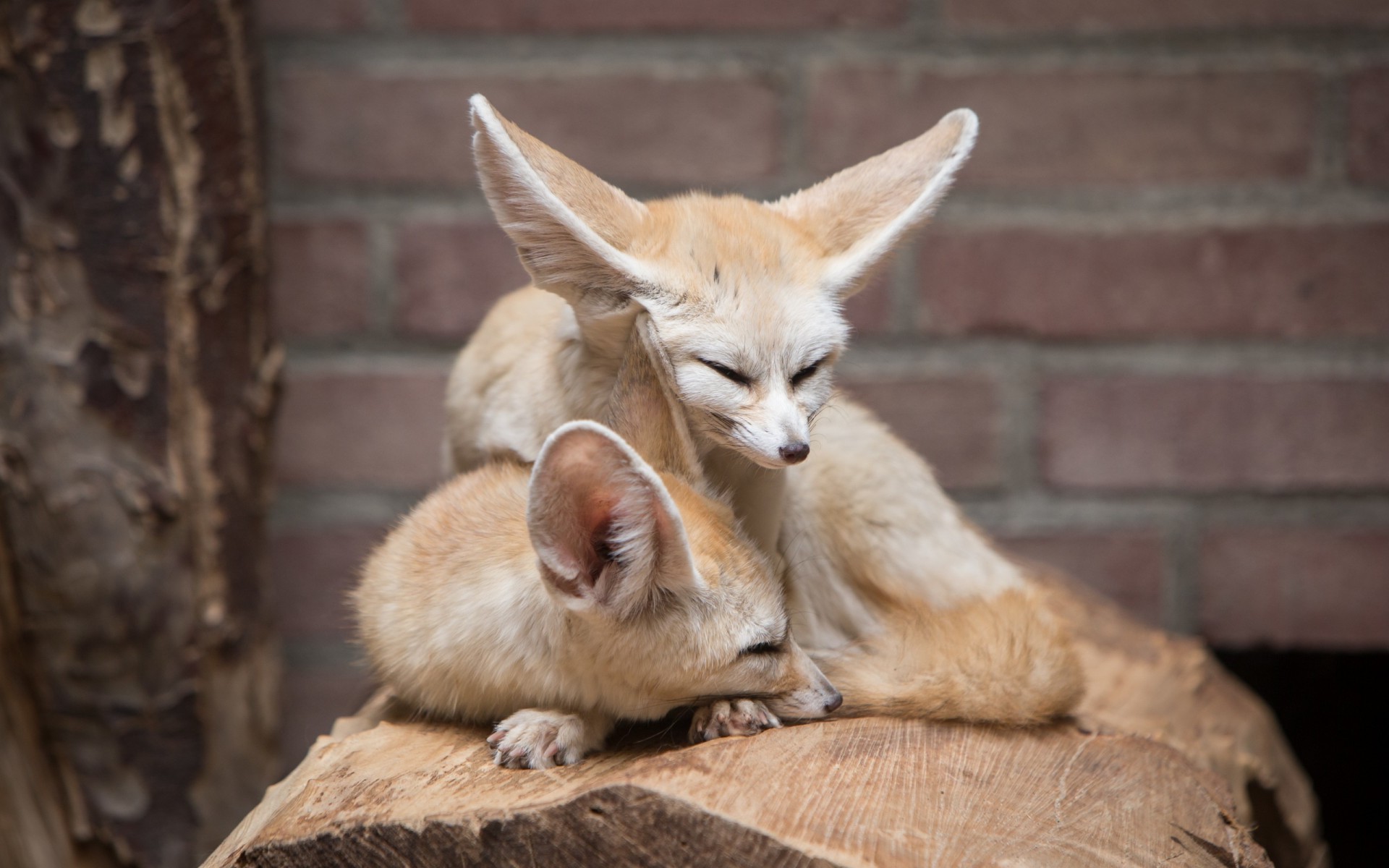 animals, Fennec, Fox Wallpapers HD / Desktop and Mobile ...