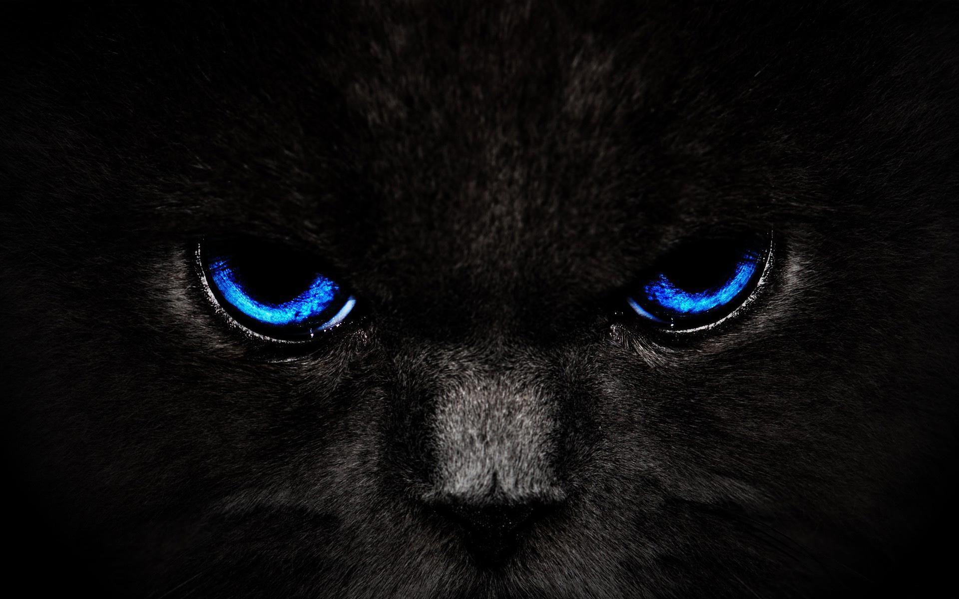 черный кот глаза фон бесплатно