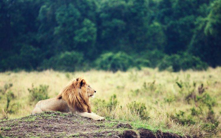 lion, Animals, Big Cats HD Wallpaper Desktop Background
