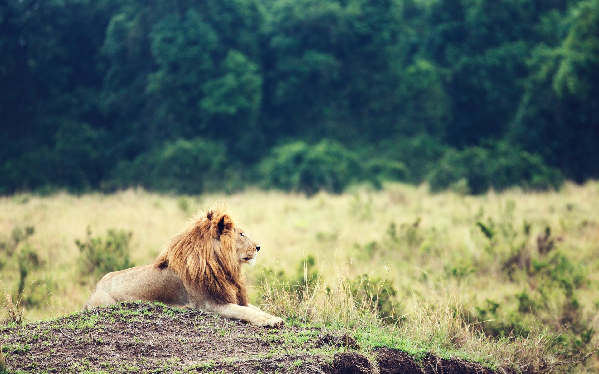 lion, Animals, Big Cats Wallpaper