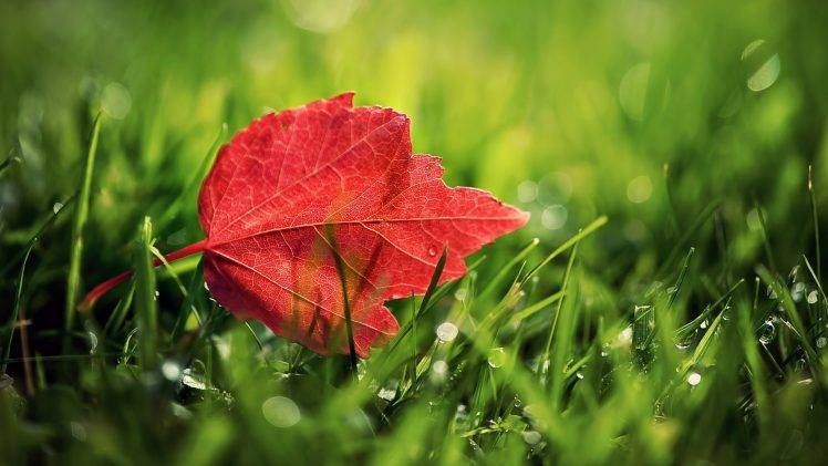 leaves, Grass, Nature HD Wallpaper Desktop Background