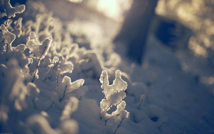 snow, Nature, Sunlight, Depth Of Field HD Wallpaper Desktop Background