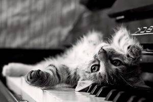 monochrome, Animals, Piano, Kittens, Cat, Upside Down