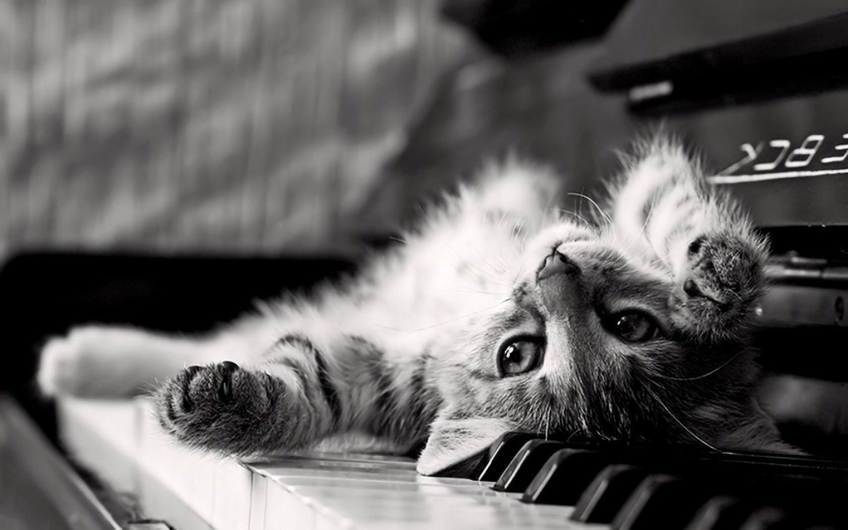 monochrome, Animals, Piano, Kittens, Cat, Upside Down Wallpaper