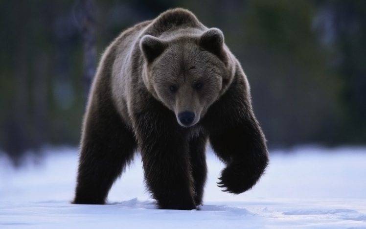 bears, Snow, Animals HD Wallpaper Desktop Background
