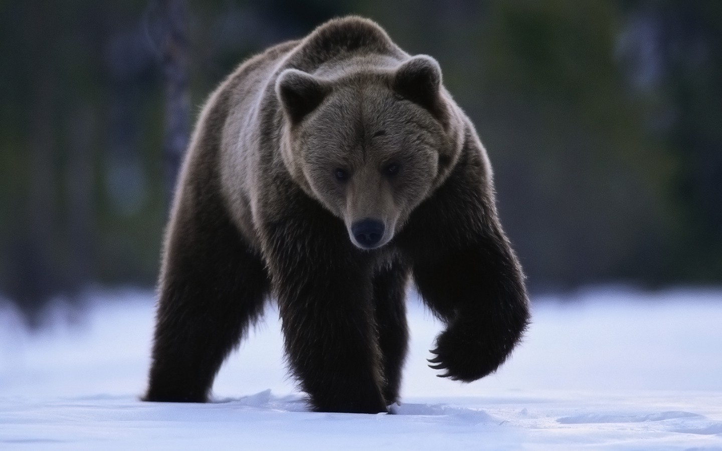 bears, Snow, Animals Wallpaper