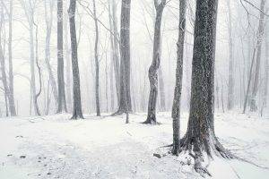 landscape, Snow, Forest