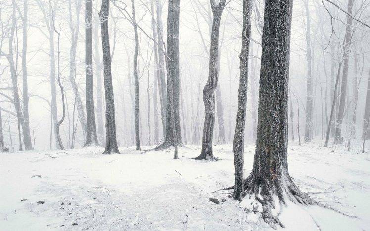 landscape, Snow, Forest HD Wallpaper Desktop Background