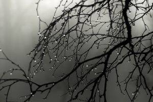 water Drops, Nature, Trees, Twigs
