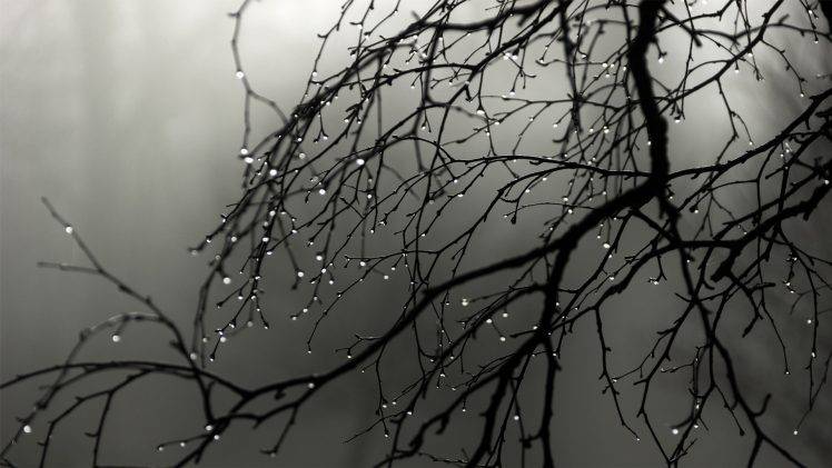 water Drops, Nature, Trees, Twigs HD Wallpaper Desktop Background