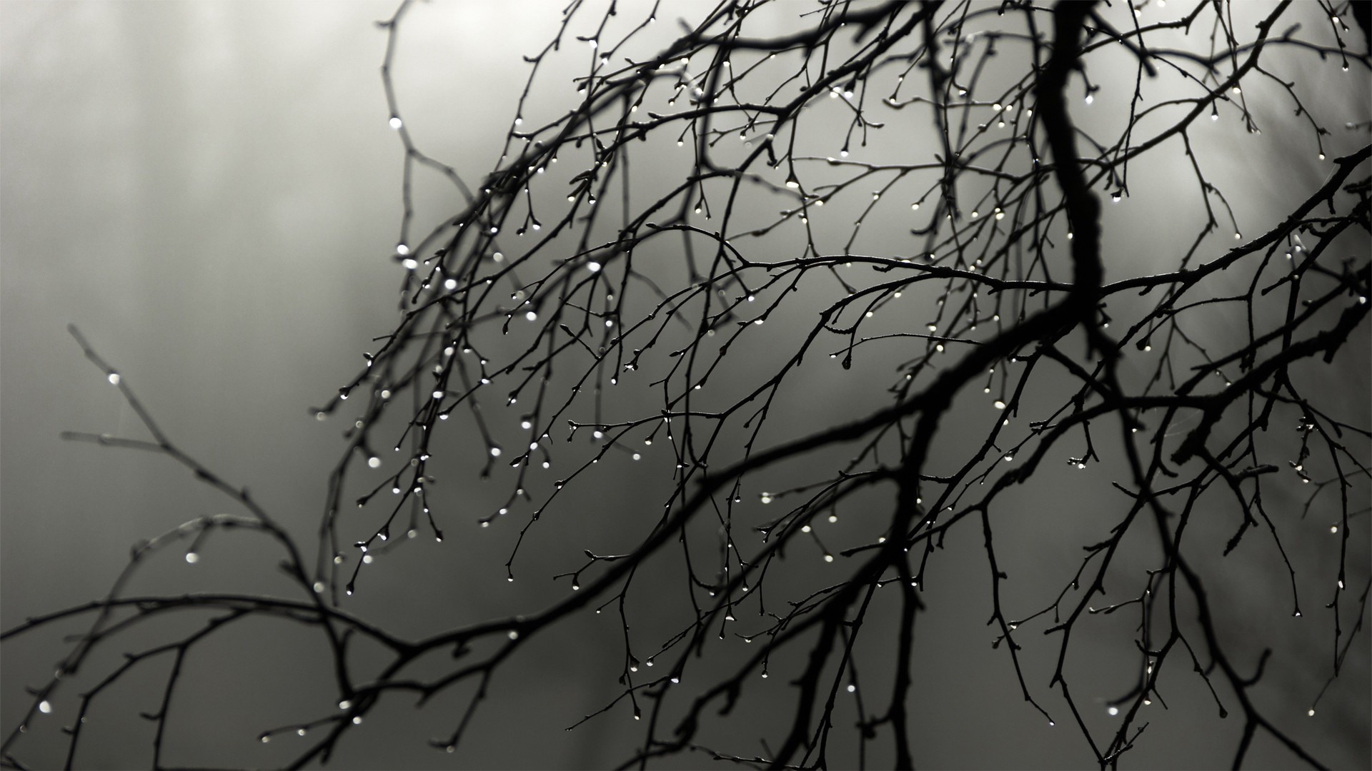 water Drops, Nature, Trees, Twigs Wallpapers HD / Desktop and Mobile