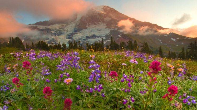 landscape, Flowers, Mountain, Canada HD Wallpaper Desktop Background