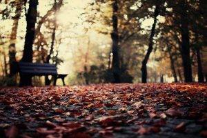nature, Depth Of Field, Leaves, Fall, Bench, Bokeh