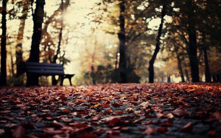 nature, Depth Of Field, Leaves, Fall, Bench, Bokeh HD Wallpaper Desktop Background
