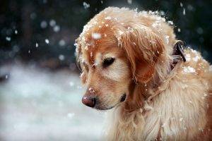 snow, Golden Retrievers, Animals, Dog