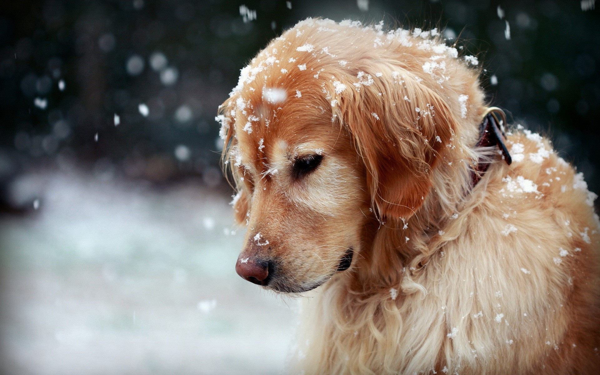 snow, Golden Retrievers, Animals, Dog Wallpaper