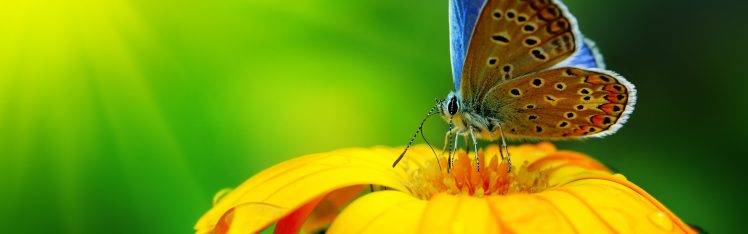 multiple Display, Flowers, Yellow Flowers, Butterfly, Insect HD Wallpaper Desktop Background