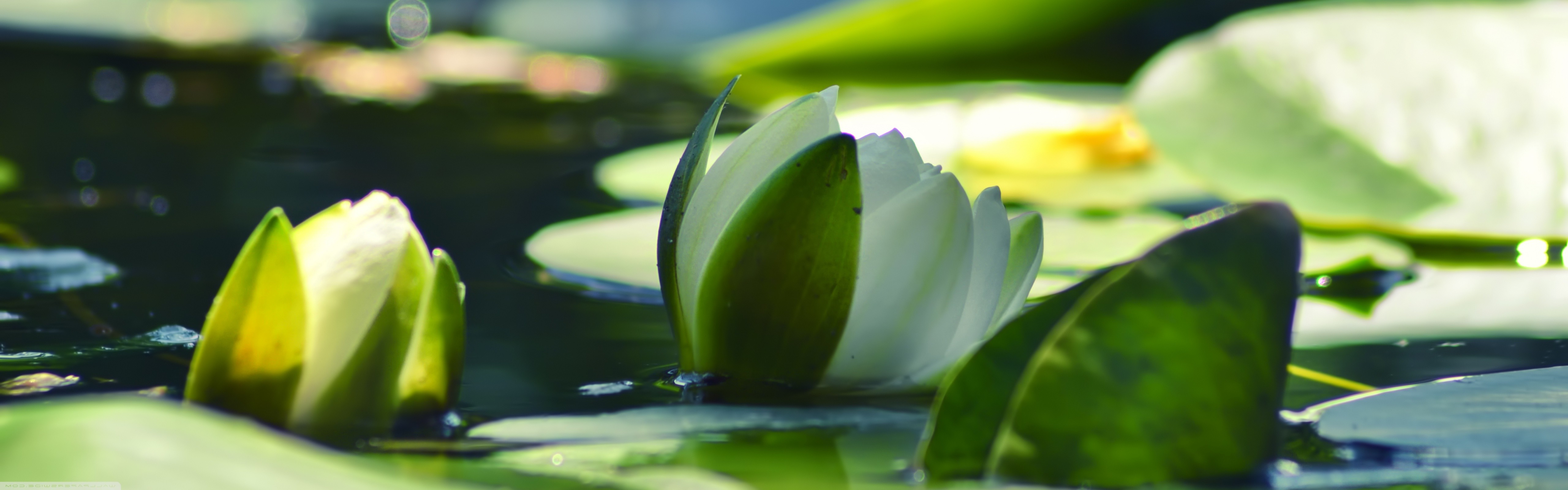 nature, Water Lilies, Water, White Flowers Wallpaper