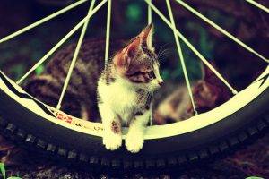 cat, Animals, Bicycle, Kittens