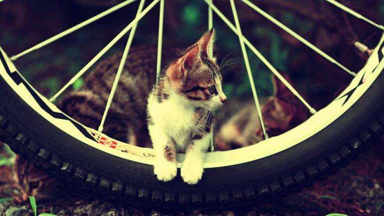 cat, Animals, Bicycle, Kittens HD Wallpaper Desktop Background