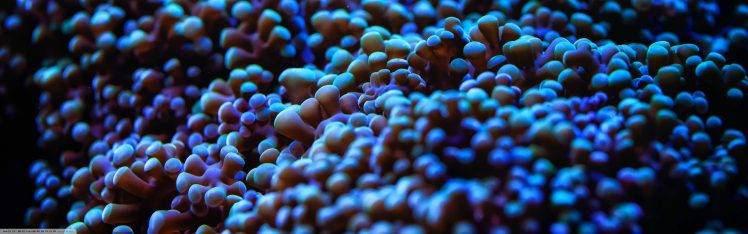 nature, Sea Anemones, Underwater HD Wallpaper Desktop Background