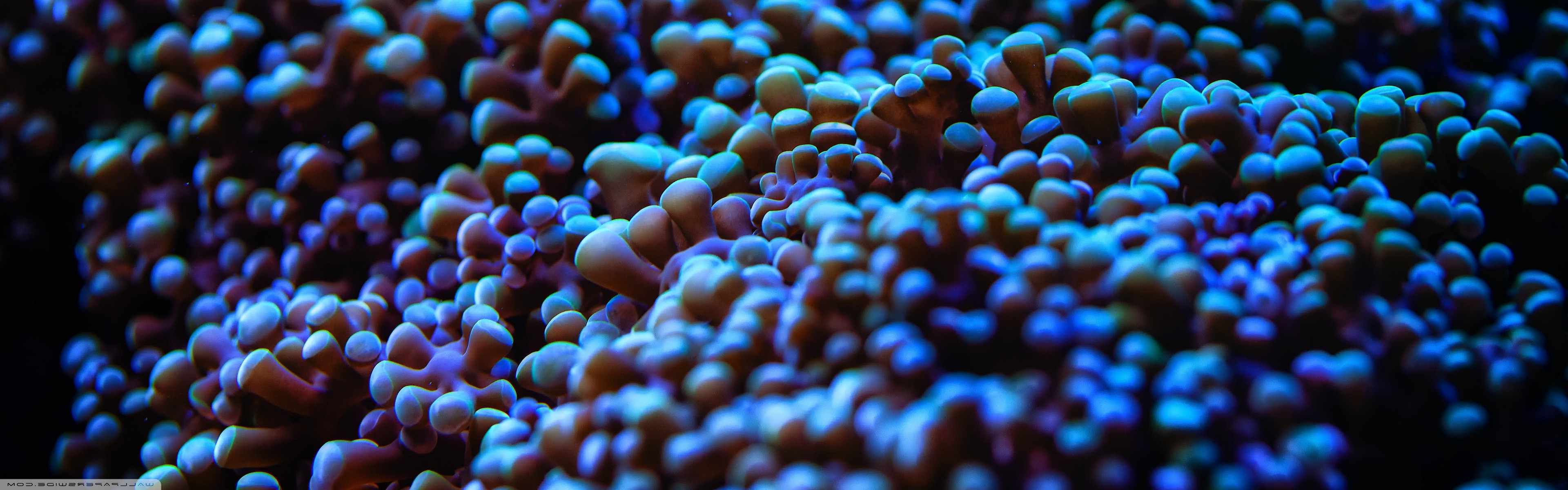 nature, Sea Anemones, Underwater Wallpaper
