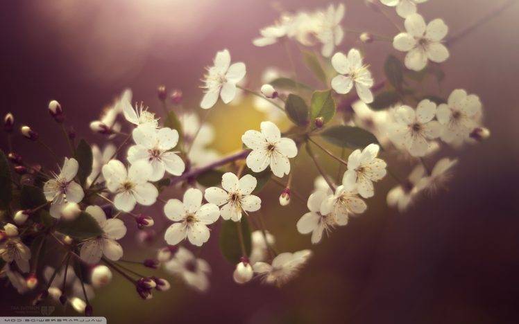 nature, Leaves, White Flowers, Flowers HD Wallpaper Desktop Background