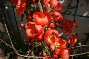 nature, Flowers, Red Flowers