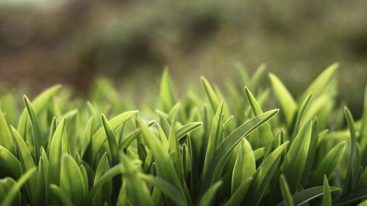spring, Grass, Nature HD Wallpaper Desktop Background