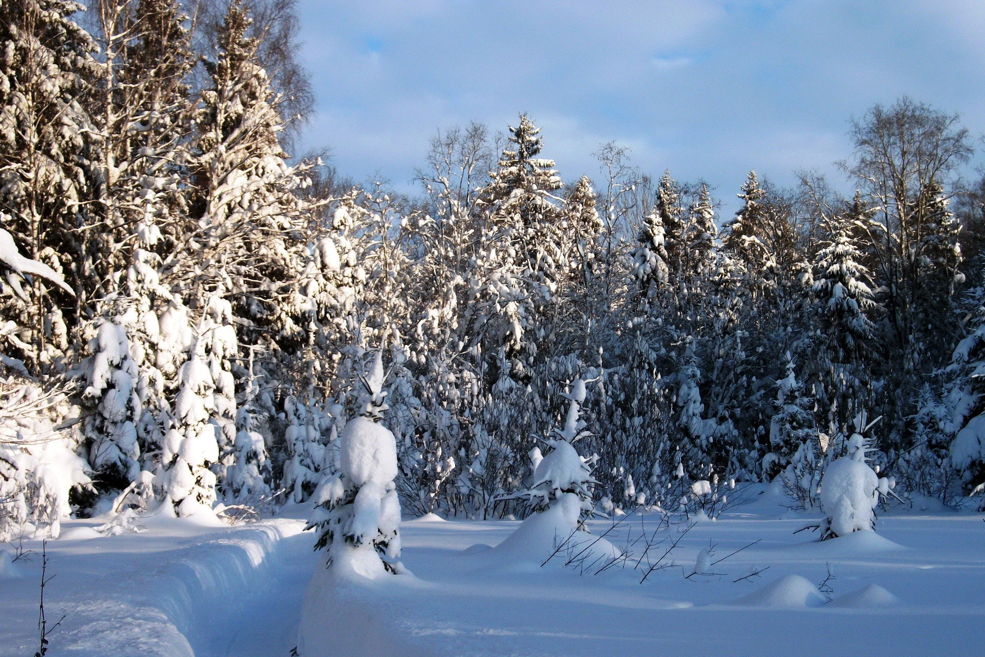 landscape, Snow, Forest Wallpaper