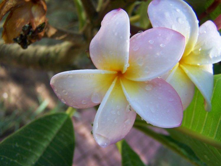 flowers, Nature, Plumeria HD Wallpaper Desktop Background