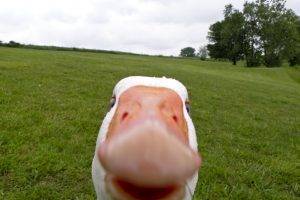 animals, Selfies, Geese, Birds