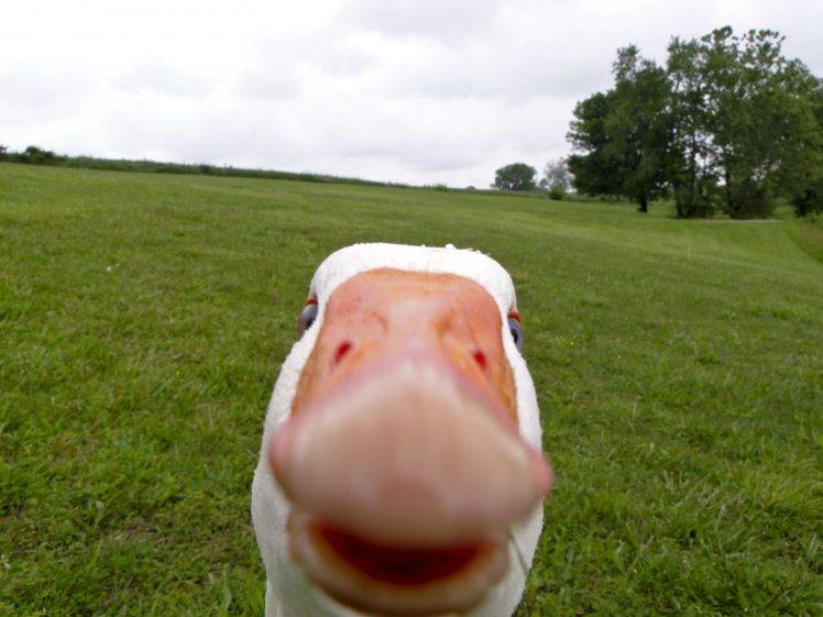 animals, Selfies, Geese, Birds HD Wallpaper Desktop Background