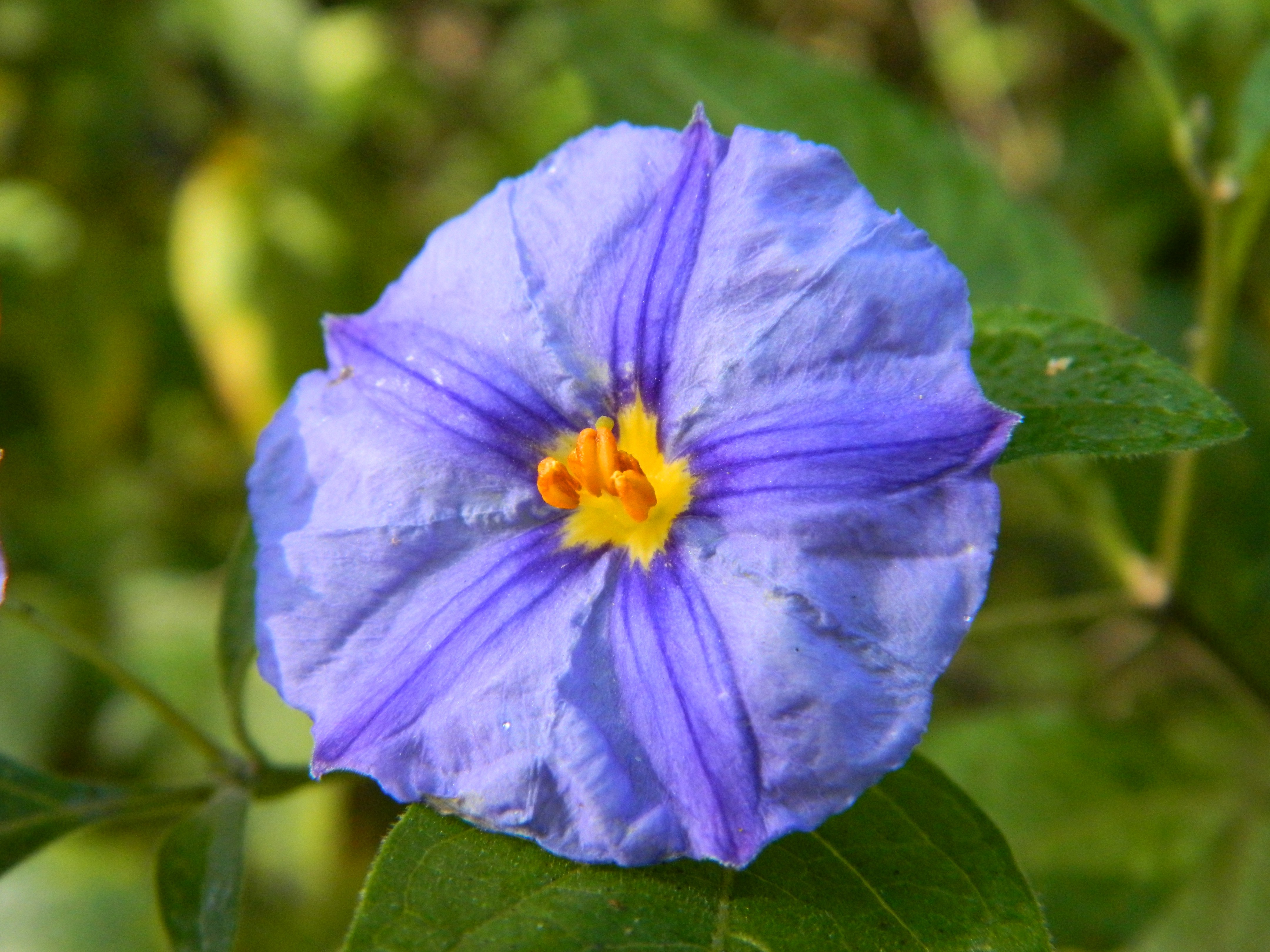 flowers, Nature, Blue Flowers Wallpaper
